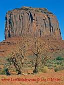 125 MonumentValley Two Trees.jpg